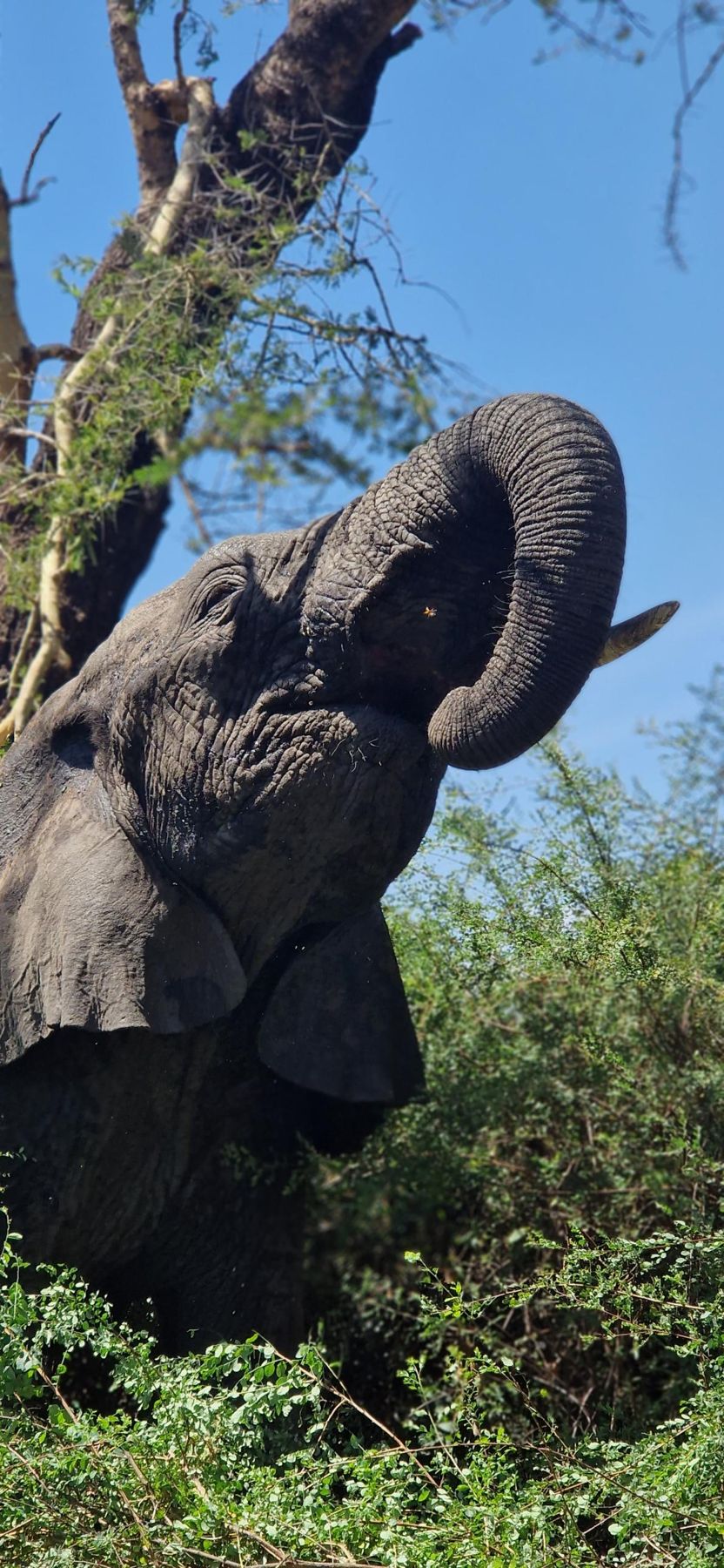 Un éléphant se dresse vers les branches d’un arbre