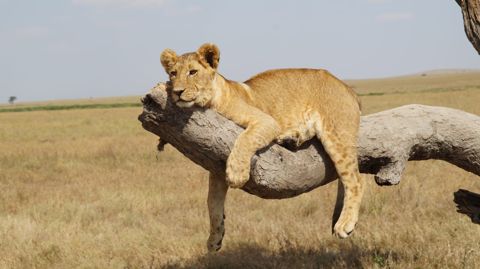 Un jeune lion allongé sur une branche morte, dans la savane du Serengeti