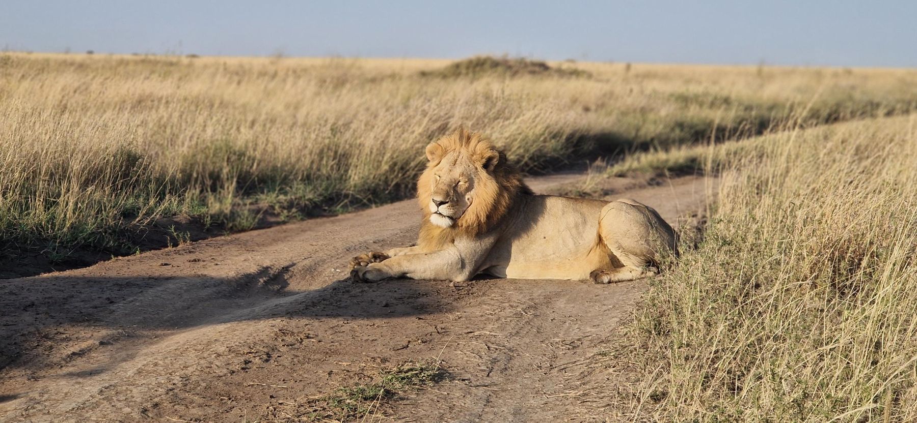 Un lion couché au bord d’une piste du Serengeti