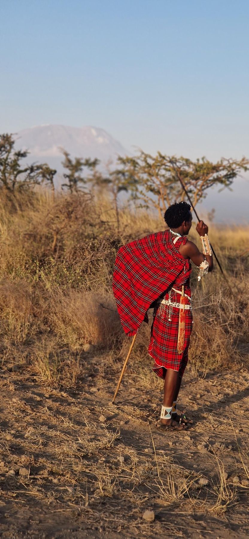 Un Maasaï en shuka rouge marche dans la savane, le Kilimandjaro au loin