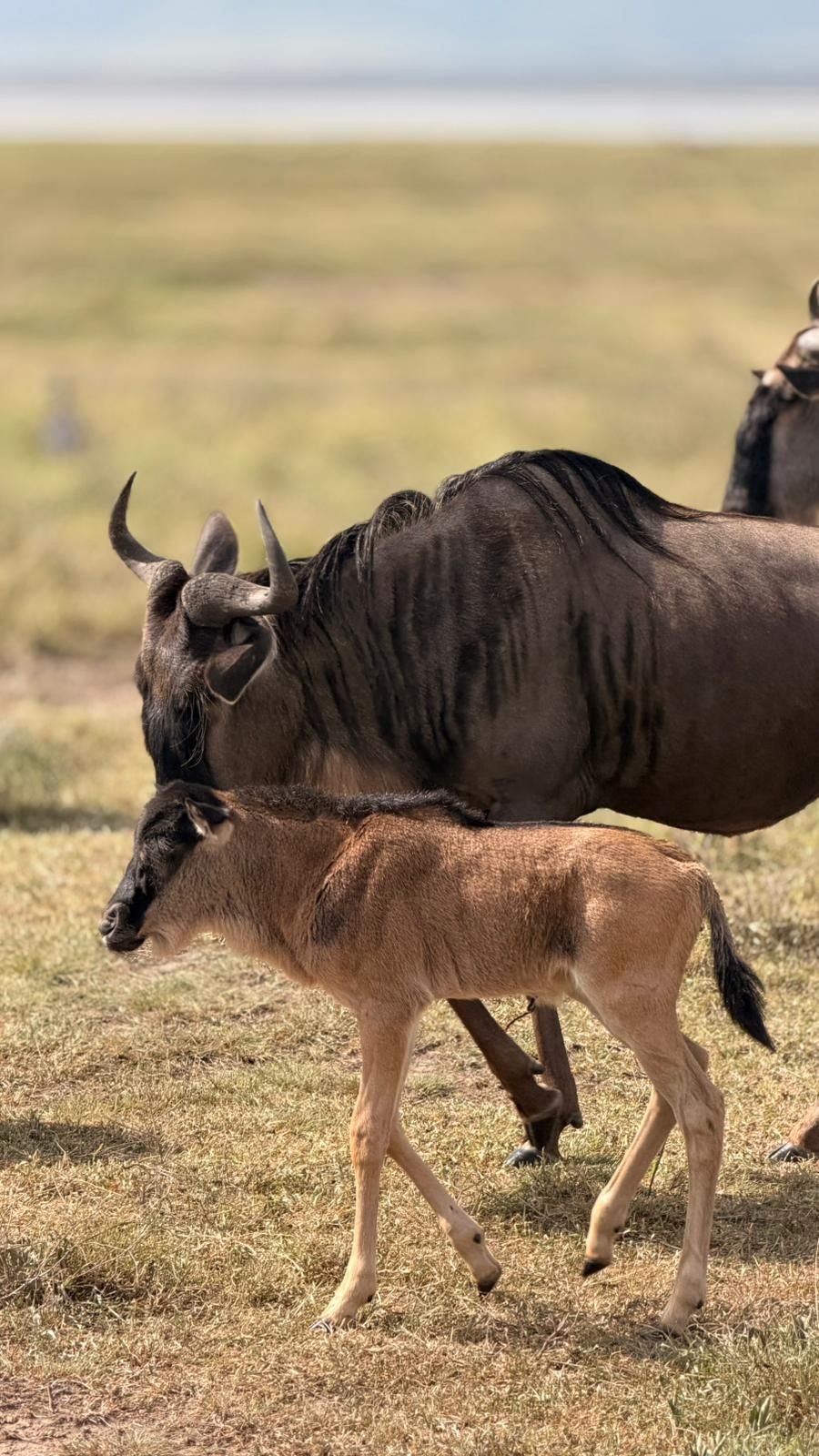 Une maman gnou et son petit dans la plaine